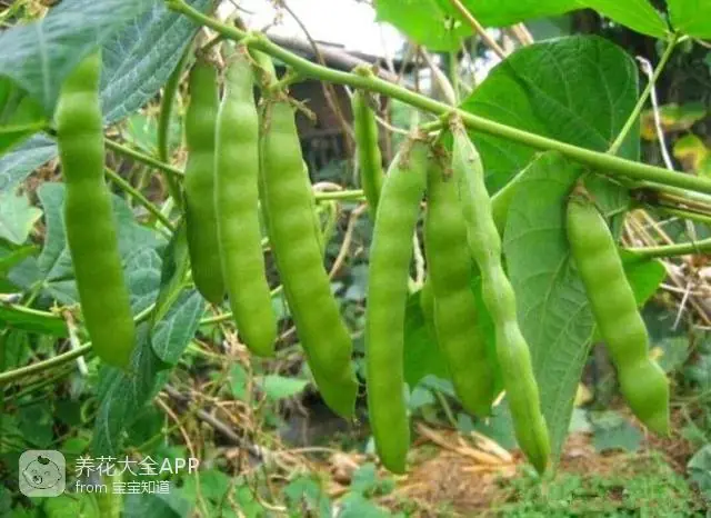 10种自制杀虫水_自制杀虫水治蔬菜_自制作杀虫水