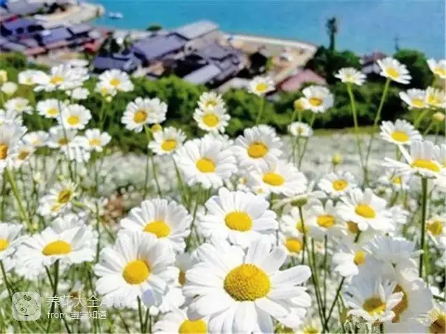 自制作杀虫水_10种自制杀虫水_自制杀虫水治蔬菜