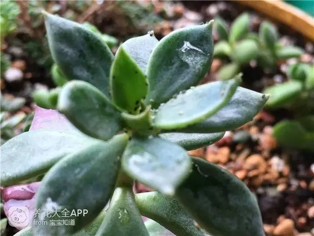 自制作杀虫水_自制杀虫水治蔬菜_10种自制杀虫水