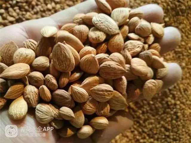 10种自制杀虫水_自制作杀虫水_自制杀虫水治蔬菜