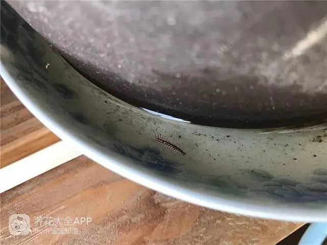 自制作杀虫水_自制杀虫水治蔬菜_10种自制杀虫水