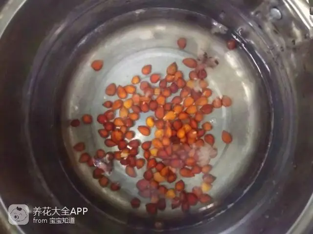 10种自制杀虫水_自制杀虫水治蔬菜_自制作杀虫水