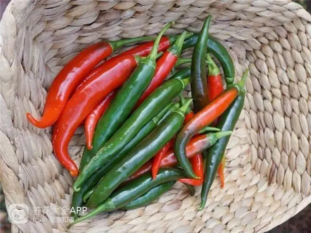 10种自制杀虫水_自制作杀虫水_自制杀虫水治蔬菜