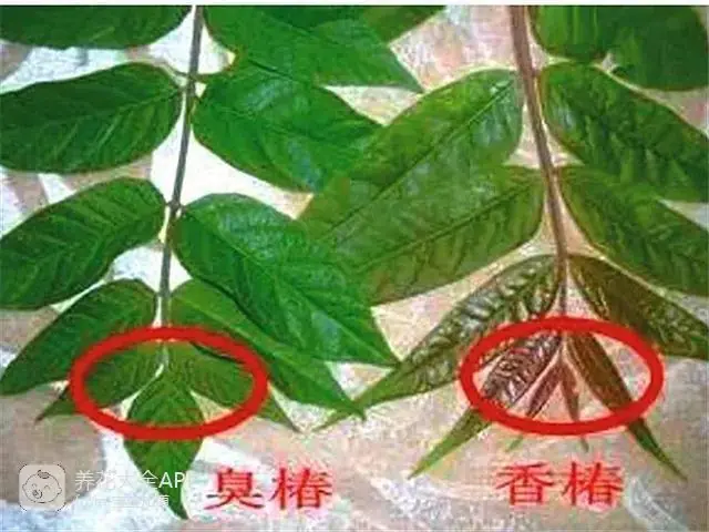 自制作杀虫水_自制杀虫水治蔬菜_10种自制杀虫水