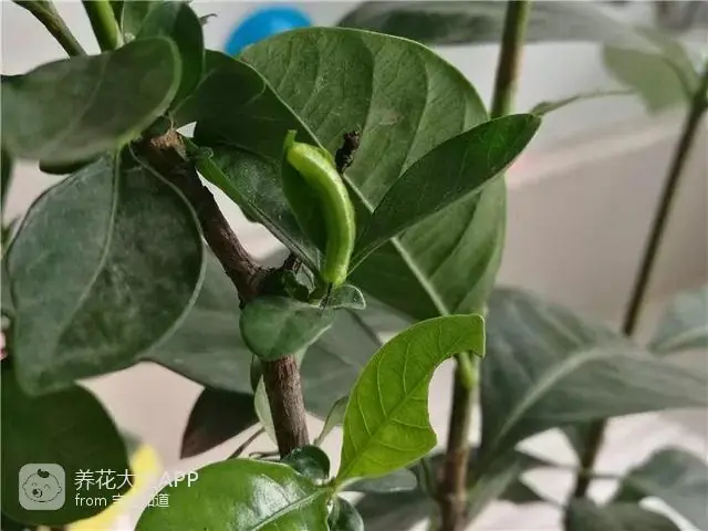 10种自制杀虫水_自制杀虫水治蔬菜_自制作杀虫水