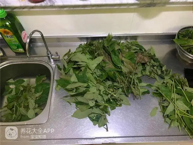 自制杀虫水治蔬菜_10种自制杀虫水_自制作杀虫水