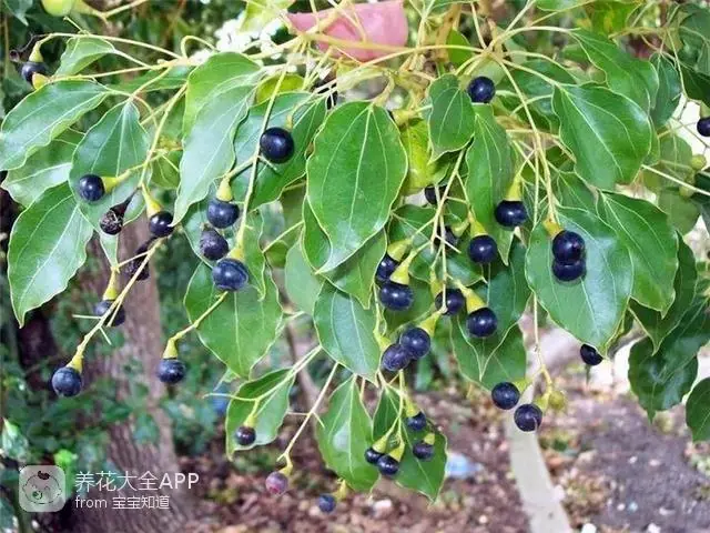 10种自制杀虫水_自制杀虫水治蔬菜_自制作杀虫水