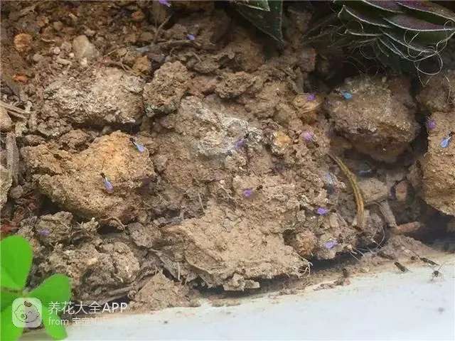 10种自制杀虫水_自制杀虫水治蔬菜_自制作杀虫水