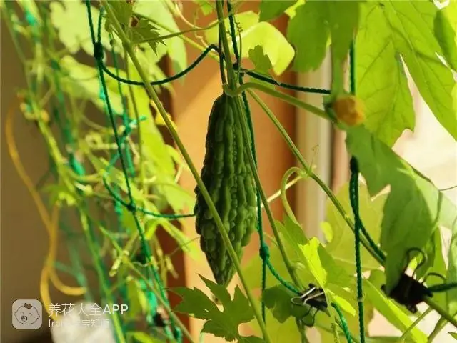 自制杀虫水治蔬菜_自制作杀虫水_10种自制杀虫水