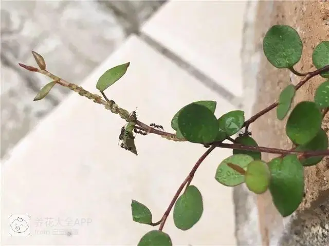 自制作杀虫水_自制杀虫水治蔬菜_10种自制杀虫水