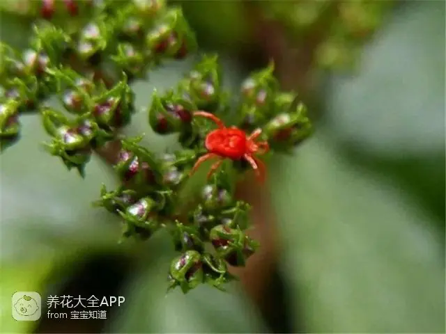 自制杀虫水治蔬菜_10种自制杀虫水_自制作杀虫水