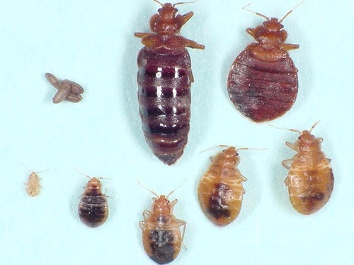 灭臭虫有效方法_灭臭虫有效方法图片_灭臭虫最有效的方法