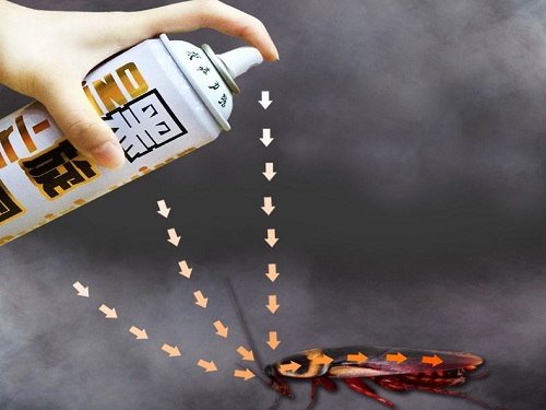 灭臭虫有效方法图片_灭臭虫最有效的方法_灭臭虫有效方法