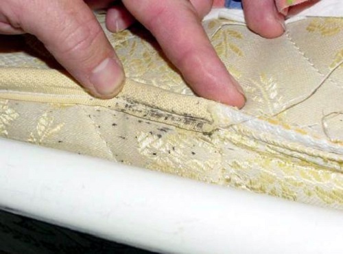 灭臭虫最有效的方法_灭臭虫有效方法_灭臭虫有效方法图片