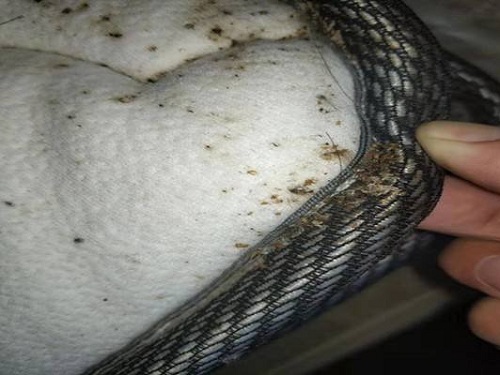 灭臭虫有效方法_灭臭虫有效方法图片_灭臭虫最有效的方法