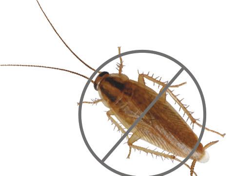 蟑螂的杀灭方法_蟑螂怎么消灭最彻底小妙招知乎_灭蟑螂的方法