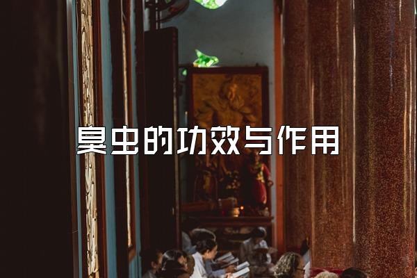 臭虫的功效与作用