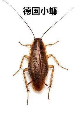 灭蟑螂最有效的药_灭蟑螂药有毒吗_蟑螂灭虫药