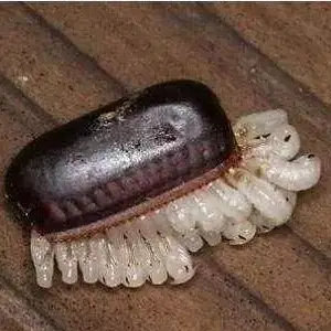 灭蟑螂药有毒吗_蟑螂灭虫药_灭蟑螂最有效的药