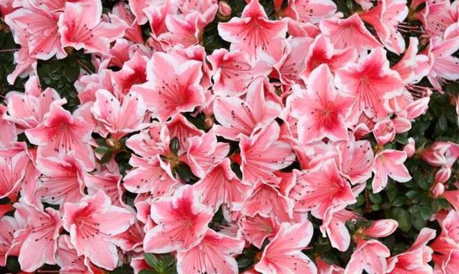 如何自制杀虫水植物_自制作杀虫水_10种自制杀虫水