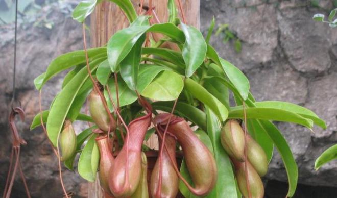 如何自制杀虫水植物_自制作杀虫水_10种自制杀虫水