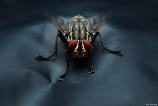 灭苍蝇最有效的工具_苍蝇消灭用什么工具_灭苍蝇器