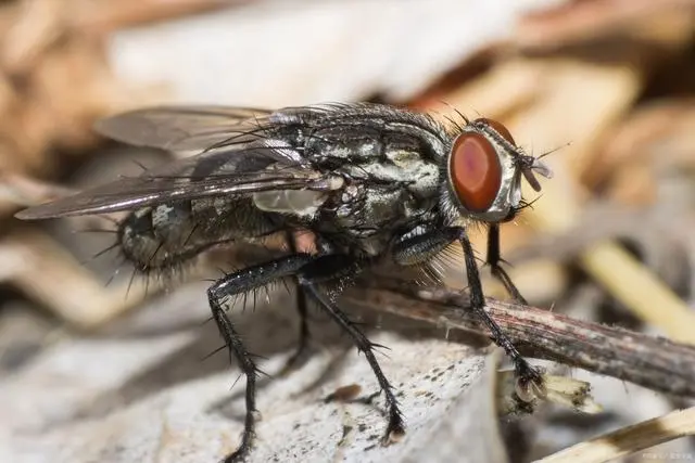 灭苍蝇器_苍蝇消灭用什么工具_灭苍蝇最有效的工具