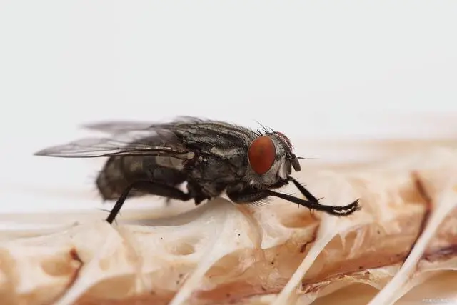 苍蝇消灭用什么工具_灭苍蝇器_灭苍蝇最有效的工具