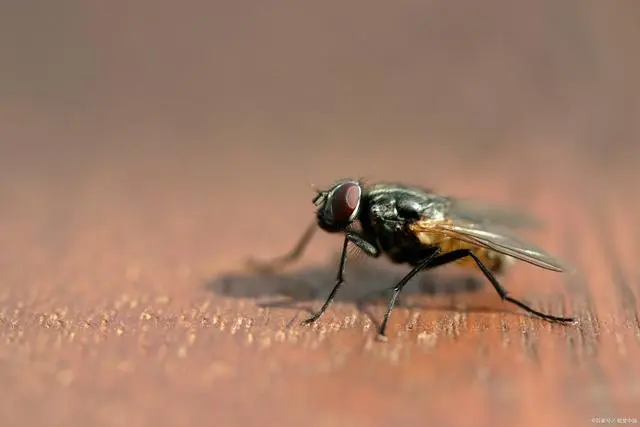 灭苍蝇最有效的工具_灭苍蝇器_苍蝇消灭用什么工具