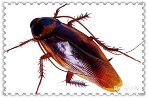 厨房灭蟑螂的几个小方法。