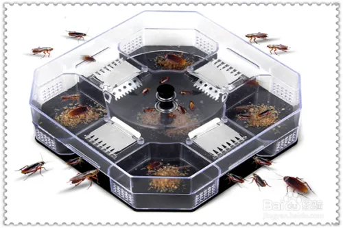 厨房灭蟑螂的几个小方法。