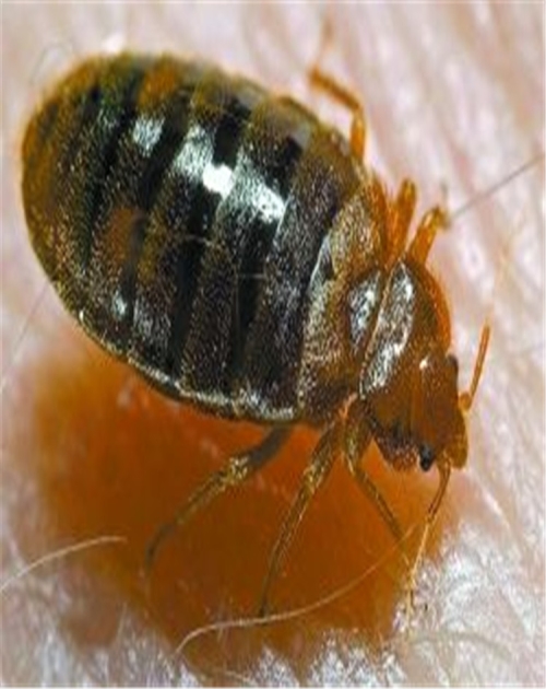 知名杀臭虫哪家便宜-山东龙信有害生物防治有限公司