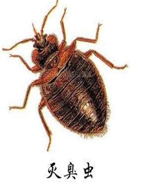 正规杀臭虫价格_上门环保费用-山东龙信有害生物防治有限公司