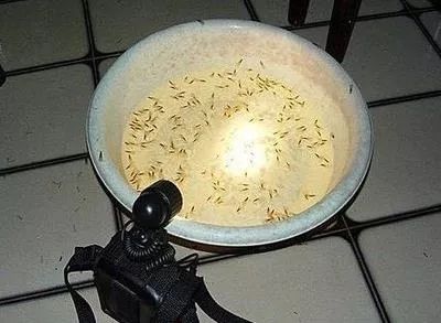 灭白蚁要钱吗_灭白蚁要多少钱_灭白蚁一般多少钱一个平方