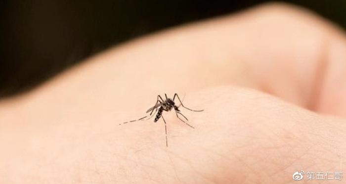 灭蚊子花_杀花蚊子特效药_灭花蚊子药