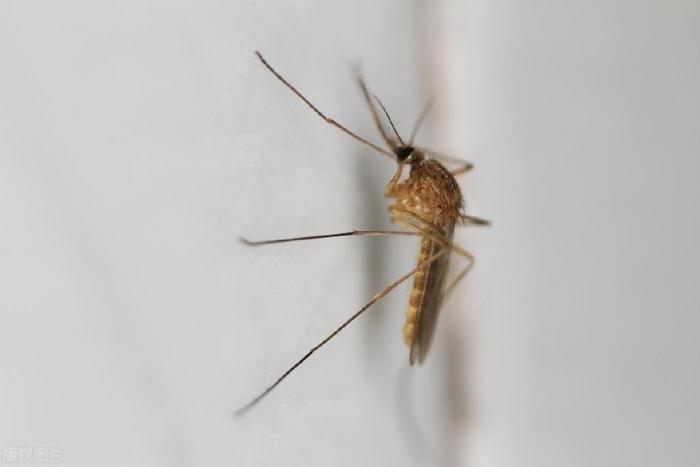 灭蚊子花_杀花蚊子特效药_灭花蚊子药