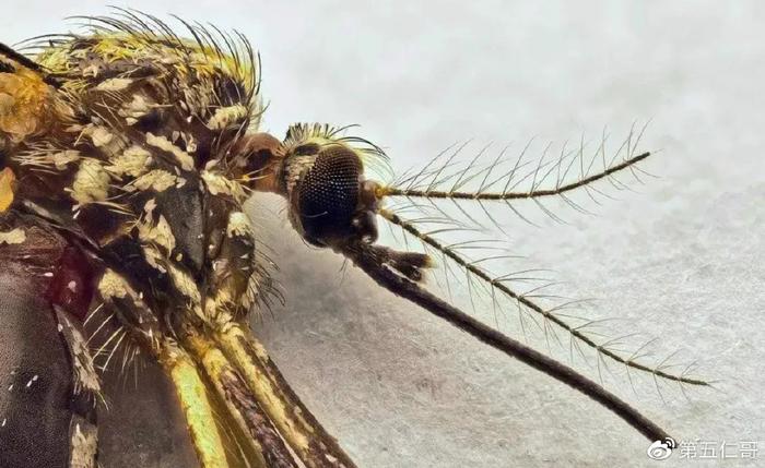 灭蚊子花_灭花蚊子药_杀花蚊子特效药