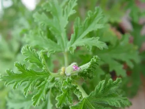 土方灭蚊小妙招_土法灭蚊子法_灭蚊子最有效的土方法