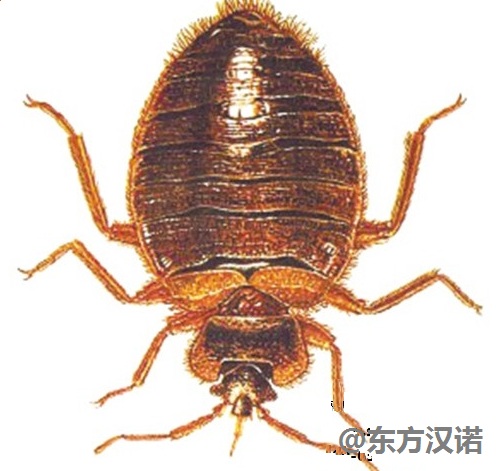 灭臭虫神器_怎么灭臭虫最快最有效_彻底消灭臭虫