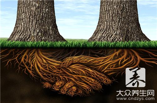 杀白蚁用什么药最好