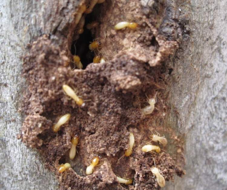 灭白蚁是哪个部门_灭部门白蚁是哪个部门_灭白蚁