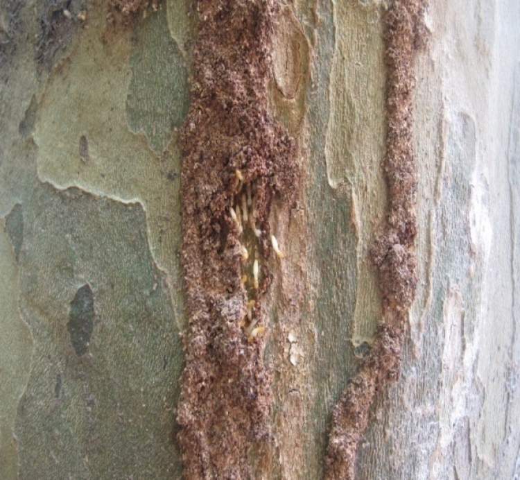 灭白蚁_灭白蚁是哪个部门_灭部门白蚁是哪个部门