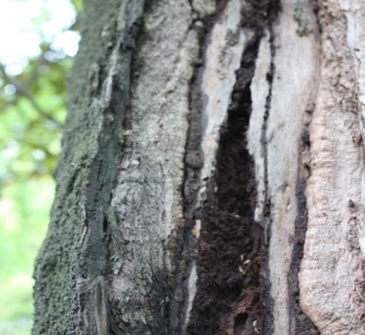 灭白蚁是哪个部门_灭白蚁_灭部门白蚁是哪个部门