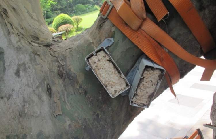 灭白蚁是哪个部门_灭部门白蚁是哪个部门_灭白蚁