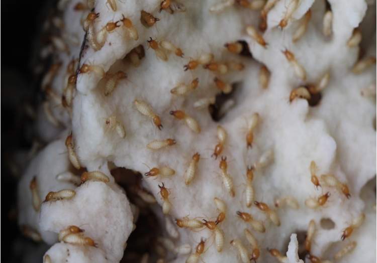 灭白蚁_灭部门白蚁是哪个部门_灭白蚁是哪个部门