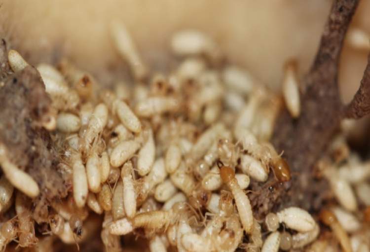 灭白蚁是哪个部门_灭白蚁_灭部门白蚁是哪个部门