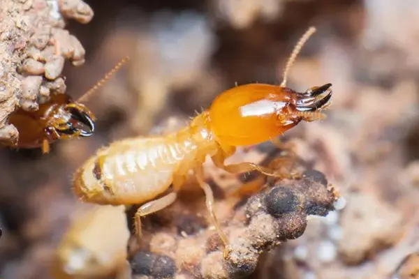 灭白蚁的药有毒吗_灭白蚁用什么药效果好_效果灭药白蚁好用不