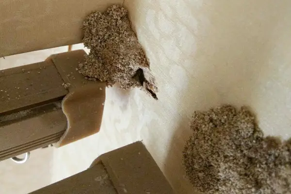 灭白蚁的药有毒吗_效果灭药白蚁好用不_灭白蚁用什么药效果好