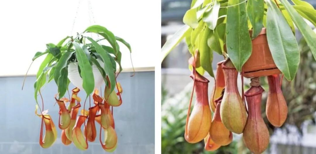 灭苍蝇灯是紫外线吗_灭苍蝇的灯是紫外线灯吗_紫外线消毒灯能杀死苍蝇卵吗