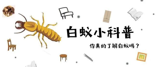灭白蚁工作_灭白蚁的公司正规吗_灭白蚁机构